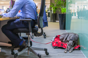 Bring your pet to work? Mars Australia says yes!